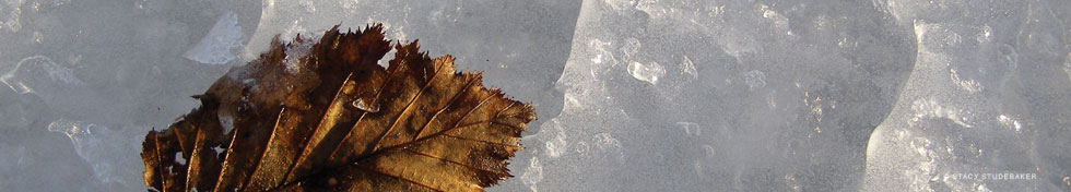 Alaska Conservation Foundation