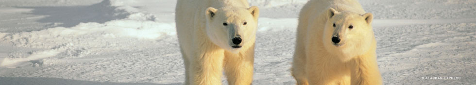 Alaska Conservation Foundation