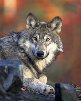 Gray wolf, Gary Kramer LR