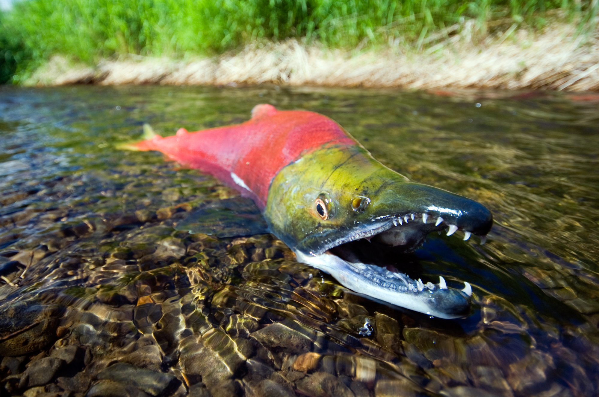 Discover the Allure of Sockeye Salmon: The Red Gold of Alaska