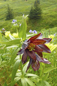 Chocolate Lily ©Stacy Studebaker