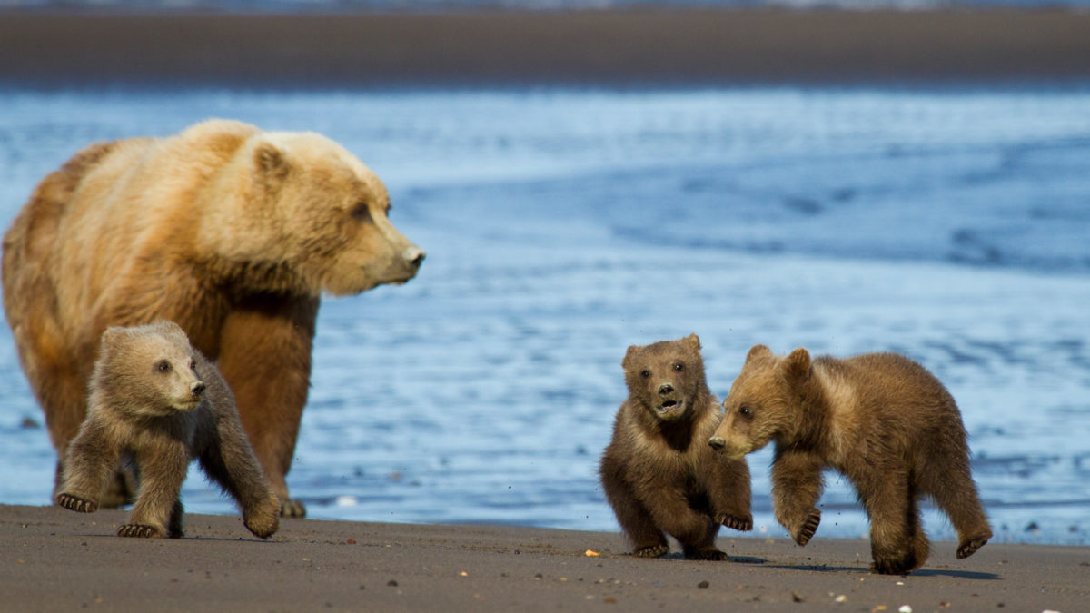 Strengthening Alaska’s Conservation Movement | Alaska Conservation ...