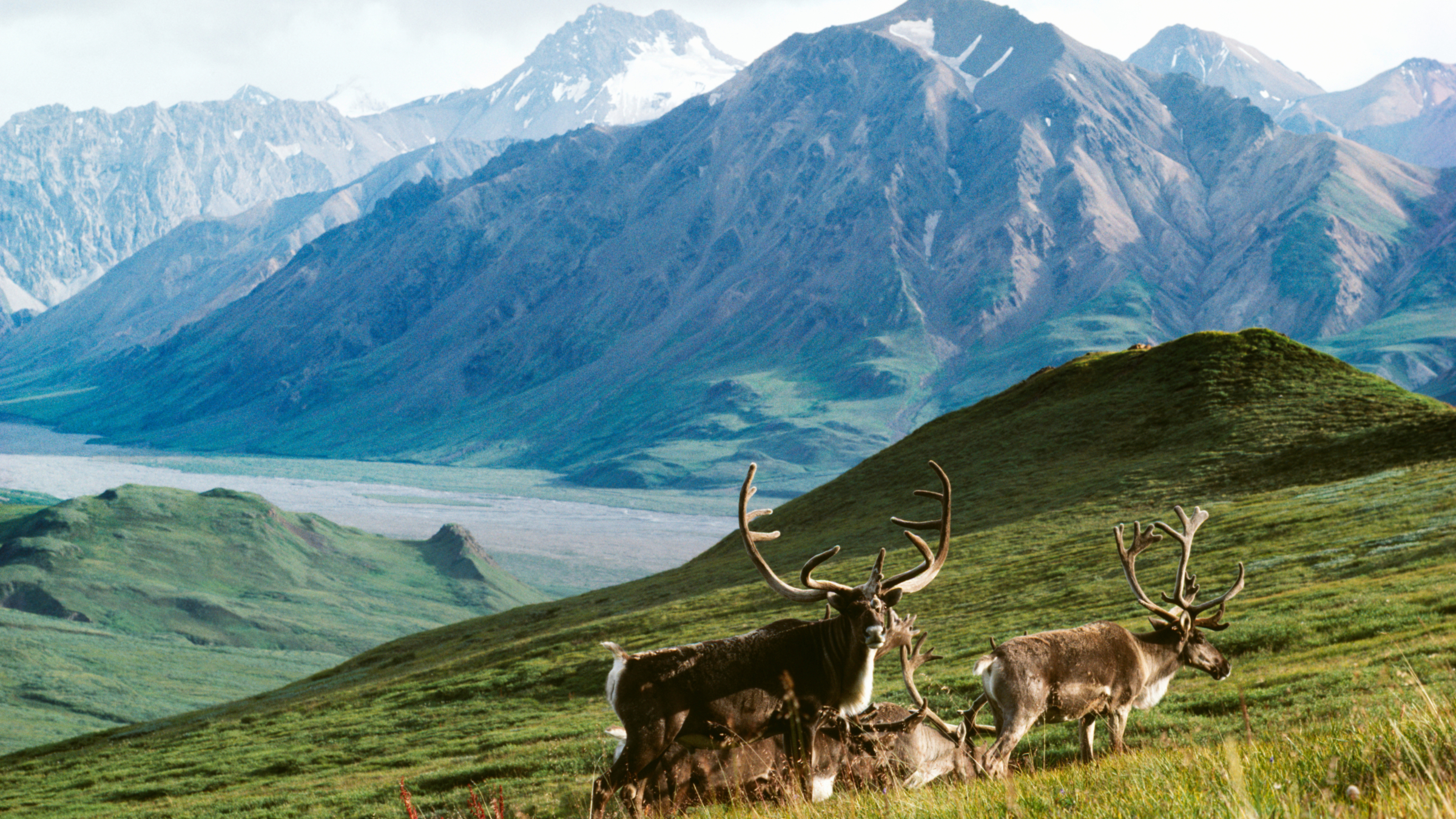 Arctic National Wildlife Refuge | Alaska Conservation Foundation