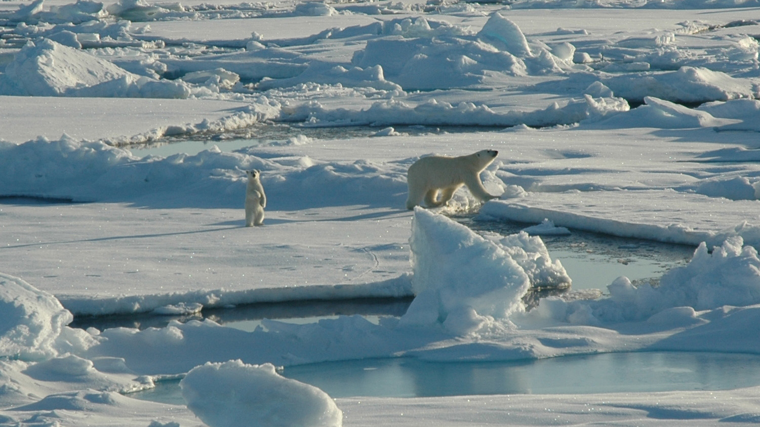 polar bears in the tundra biome