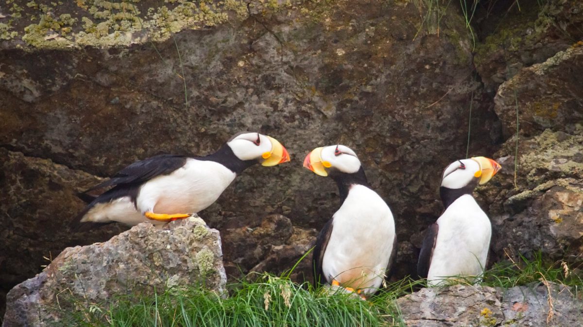 Plan Your Legacy Alaska Conservation Foundation